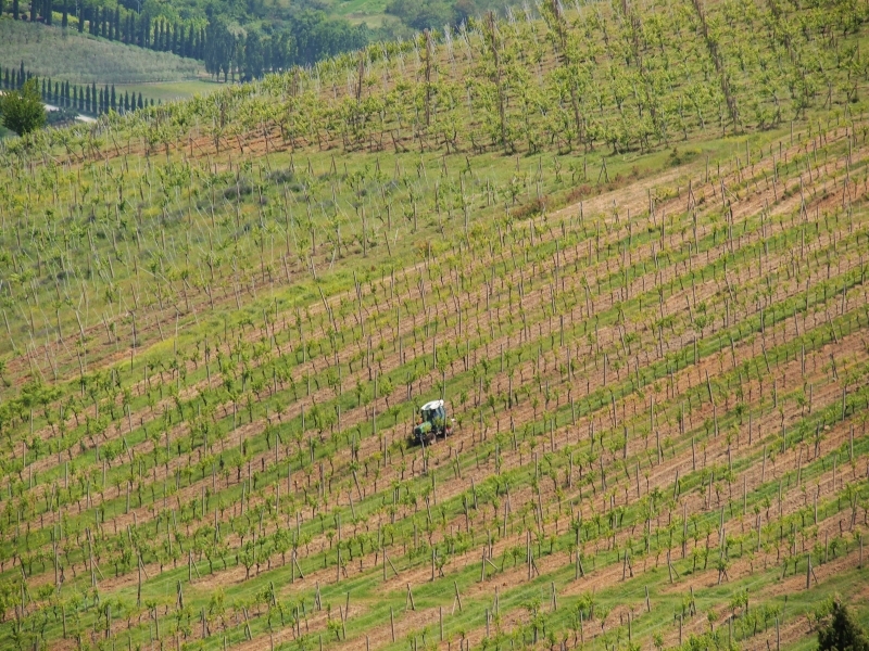 PodereMontese18 PodereMontese18